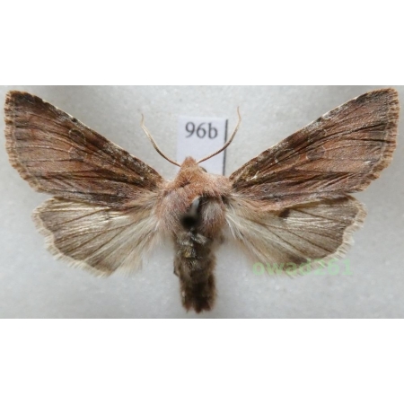 Orthosia incerta (Hufnagel, 1766) Czech96b
